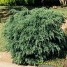 Juniperus Chinensis Armstrongii Chinese Juniper 1 gal. Container