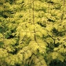 Metasequoia Glyptostroboides Gold Rush Dawn Redwood