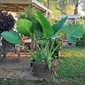 Alocasia Bulb Upright Odora Elephant Ears