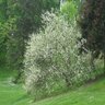 Halesia Carolina Silverbell 25-30 gal. Container