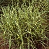 Miscanthus Sinensis Super Stripe Maiden Grass