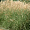 Miscanthus Sinensis Morning Light Maiden Grass