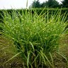 Miscanthus Sinensis Strictus Porcupine Grass