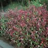 Photinia X Fraseri Photinia 3 gal. Container