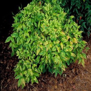Nandina Domestica Nana Dwarf Heavenly Bamboo