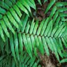Nephrolepis Biserrata Fishbone Fern
