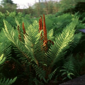 Osmunda Cinnamomea Cinnamon Fern