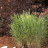 Panicum Virgatum Heavy Metal Switch Grass
