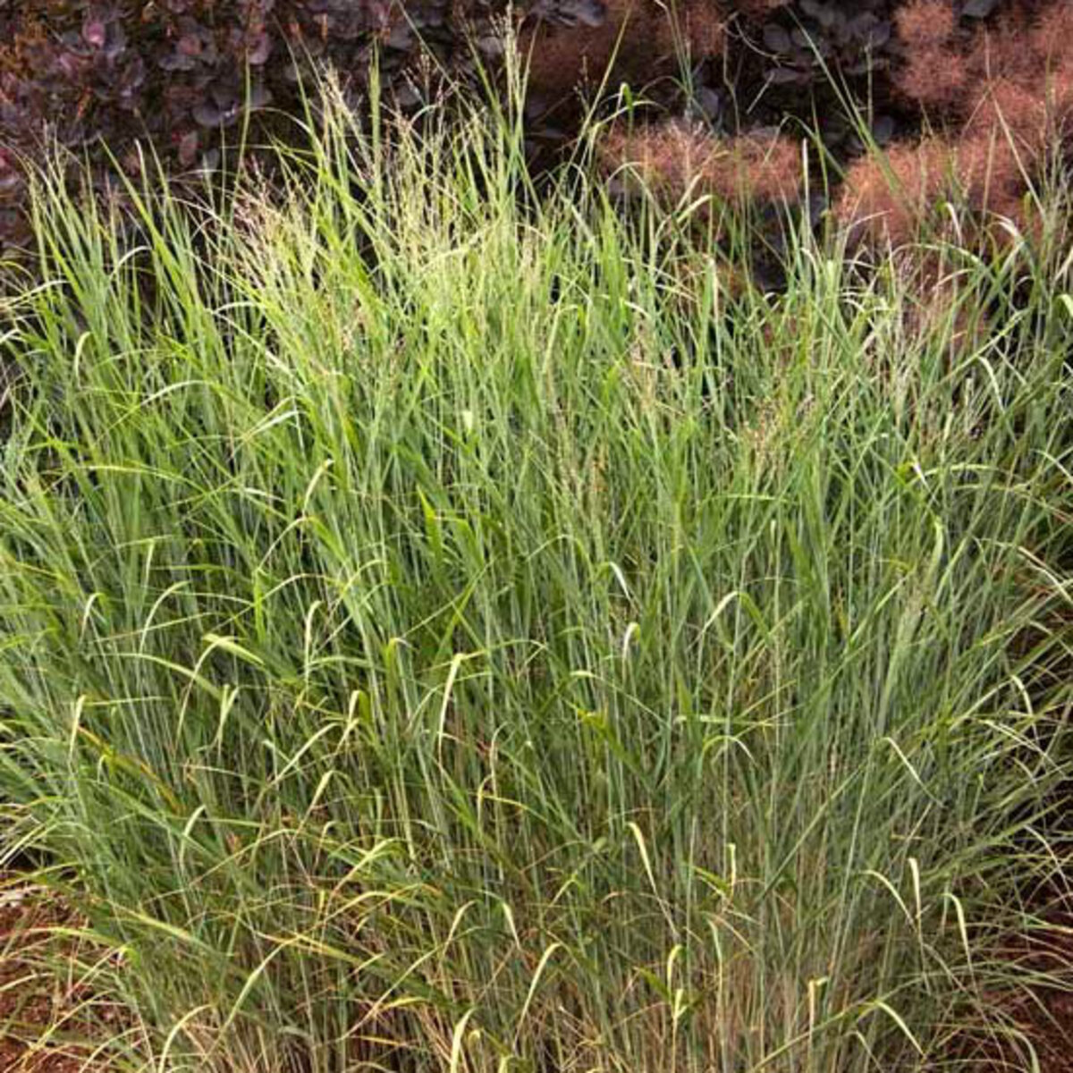 Heavy Metal Switch Grass