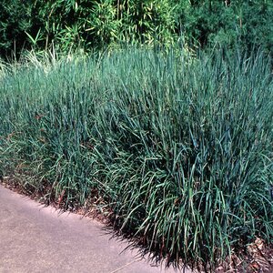 Panicum Virgatum Rotstrahlbusch Red Switch Grass