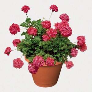 Pelargonium X Hortorum Zonal Geranium