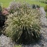 Pennisetum Alopecuroides Hameln Dwarf Fountain Grass