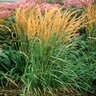Calamagrostis X Acutiflora Karl Foerster Feather Reed Grass 1 gal. Container