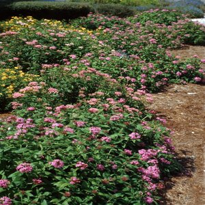 Pentas lanceolata Egyptian Star Flower