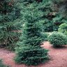 Cryptomeria Japonica Gyokuryu Japanese Cedar 15 gal. Container