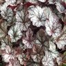 Heuchera X Glitter Coral Bells 1 gal. Container