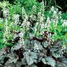 X Heucherella Twilight Foamy Bells