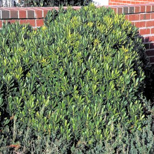 Pittosporum Tobira Mock Orange