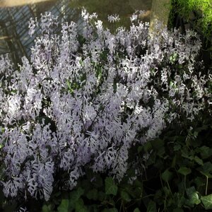 Plectranthus X Plepalila Mona Lavender Swedish Ivy