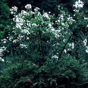 Plumbago Auriculata Alba Cape Leadwort