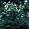 Plumbago Auriculata Alba Cape Leadwort