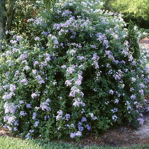 Plumbago Auriculata Cape Leadwort