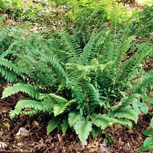 Polystichum Acrostichoides Christmas Fern