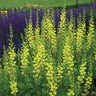 Baptisia X Prairieblues Solar Flare False Indigo 1 gal. Container