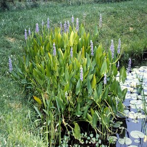 Pontederia Cordata Pickerelweed