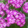 Phlox Paniculata Laura Phlox 1 gal. Container