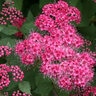 Spiraea japonica DOUBLE PLAY® Double Play® Pink Spirea