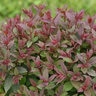 Spiraea japonica DOUBLE PLAY® Double Play® Pink Spirea