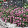Spiraea japonica DOUBLE PLAY® Double Play® Pink Spirea