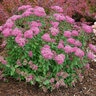 Spiraea japonica DOUBLE PLAY® Double Play® Pink Spirea