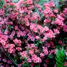 Rhododendron X Fashion Azalea