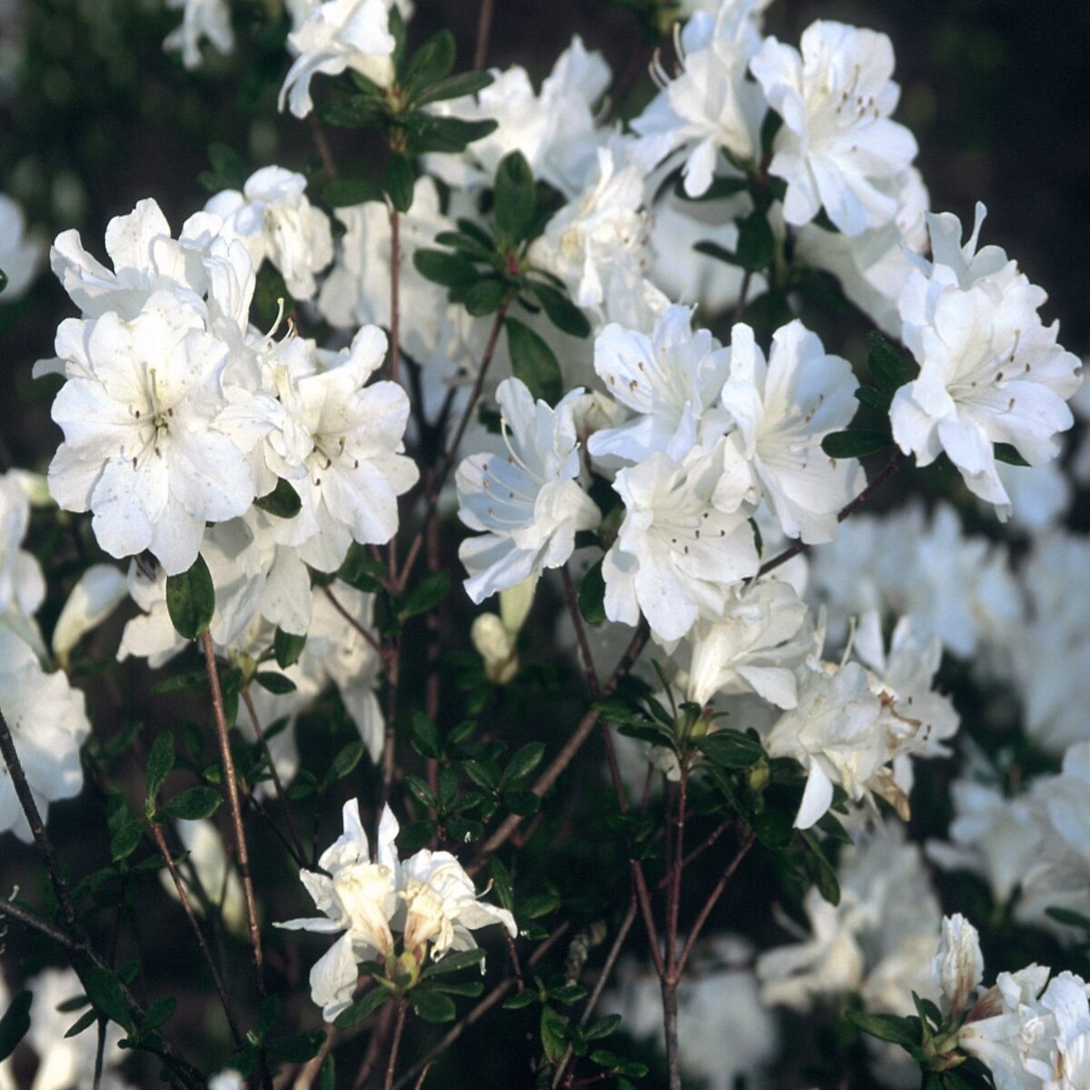 Rhododendron X H. H. Hume Azalea | SiteOne US