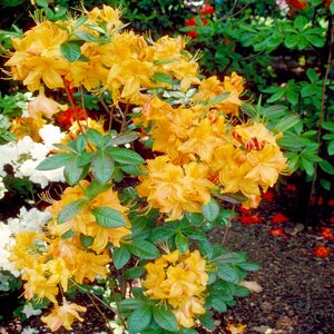 Rhododendron X Klondyke Azalea
