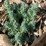 Sedum Reflexum Blue Spruce Stonecrop SP4 Container