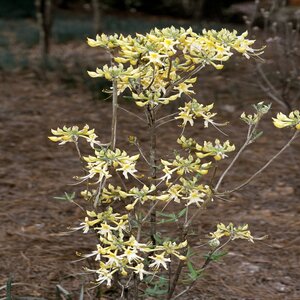 Rhododendron Austrinum Florida Azalea