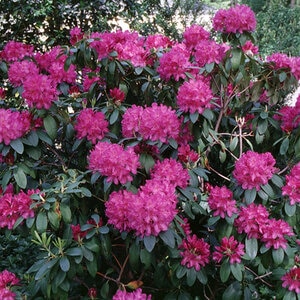Rhododendron X Lees Dark Purple Rhododendron