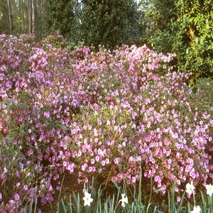 Rhododendron X Blaauw's Pink Azalea