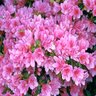 Rhododendron Indicum Coral Bells Azalea