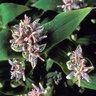 Tricyrtis Hirta Miyazaki Toad Lily