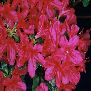 Rhododendron X Hinodegire Azalea