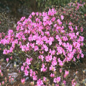 Rhododendron X Tradition Azalea