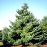 Picea Omorika Serbian Spruce 12 ft. Height Ball and Burlap