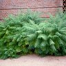 Rhus Typhina Laciniata Cut-Leaf Staghorn Sumac