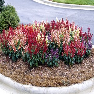 Salvia Splendens Scarlet Sage