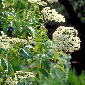 Sambucus Canadensis American Elderberry