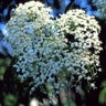 Sambucus Nigra Black Elderberry